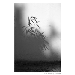 dailyPhoto39
